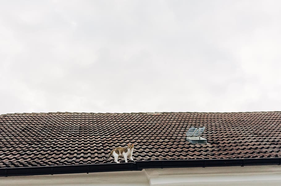 Cat on a roof, animals, roof Tile, architecture, copy space, industry HD wallpaper