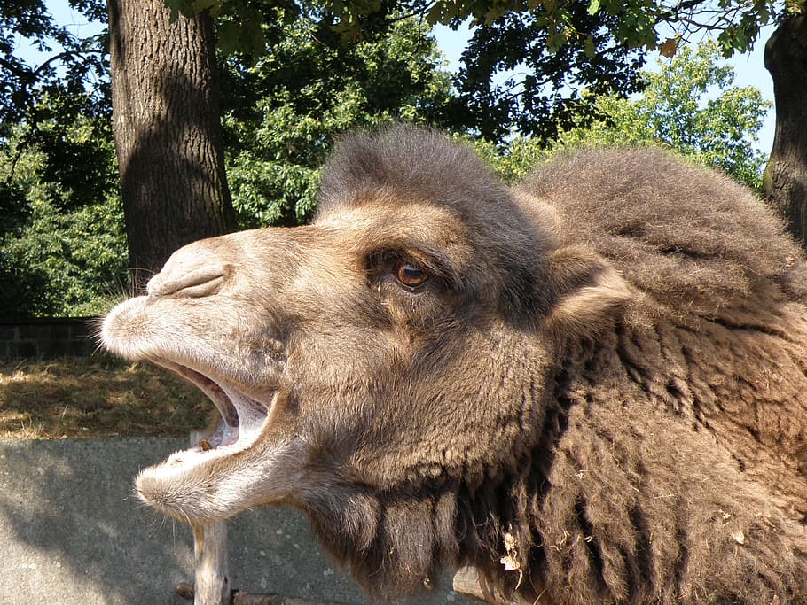 bactrian camel, head, mouth, muzzle, animal, nature, mammal HD wallpaper