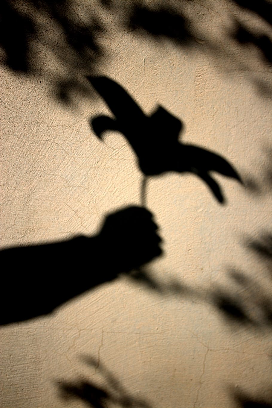 flower, shadow, sun, hand, silhouette, sunlight, nature, focus on shadow HD wallpaper