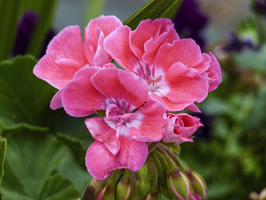 geranium, flower, pink, close-up, nature, garden, gardening HD wallpaper