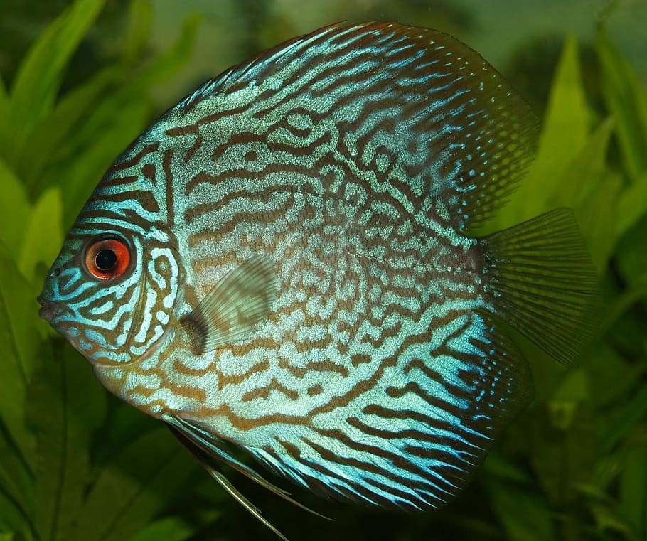 blue and black discus fish, perch, cichlid, discus cichlid, freshwater fish, HD wallpaper