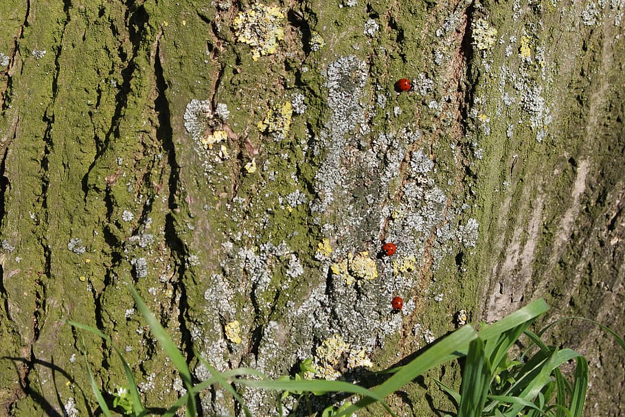 ladybugs, tree, spring, the nature, insects, plant, tree trunk HD wallpaper