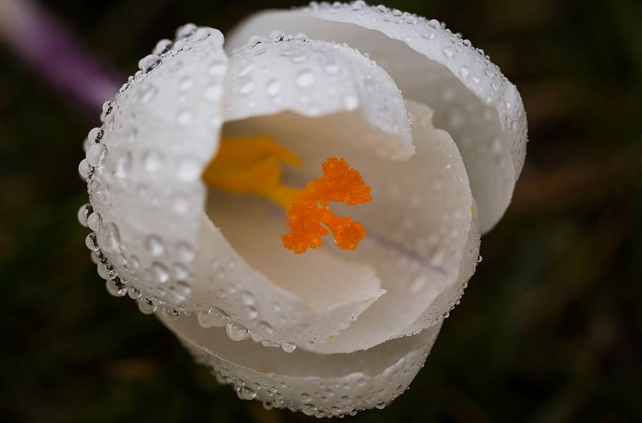 krokus, flower, spring, saffron, rain drops, close-up, water HD wallpaper