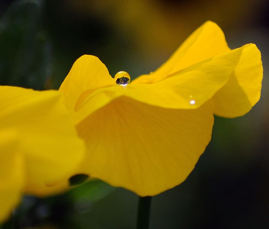 flower, water drop, yellow, petal, flowering plant, fragility HD wallpaper