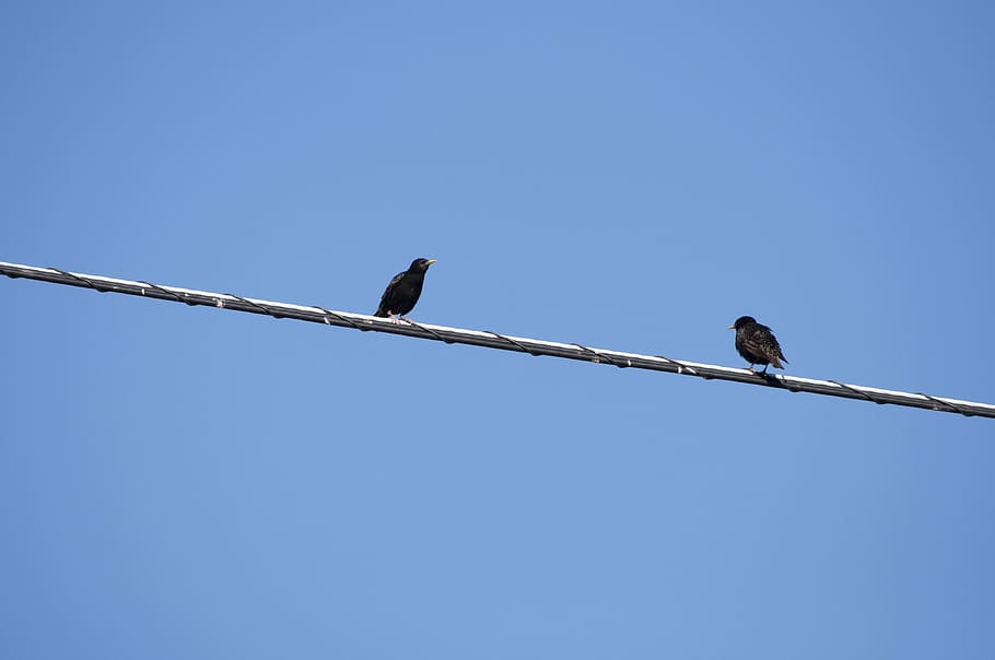 two, bird, wire, nature, animal, wildlife, pair, natural, cute HD wallpaper