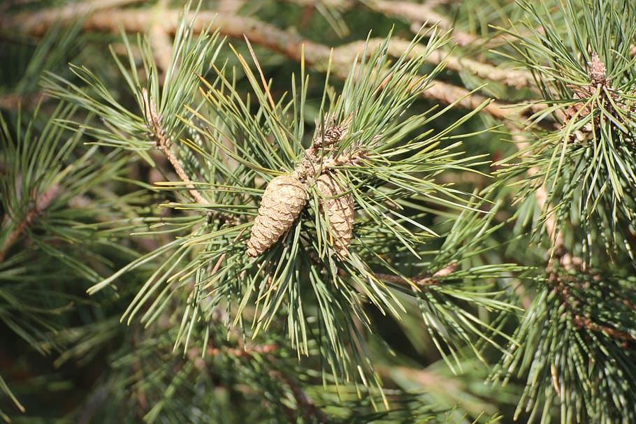 pine cones, nature, tree, pine greenhouse, tap, plant, growth HD wallpaper