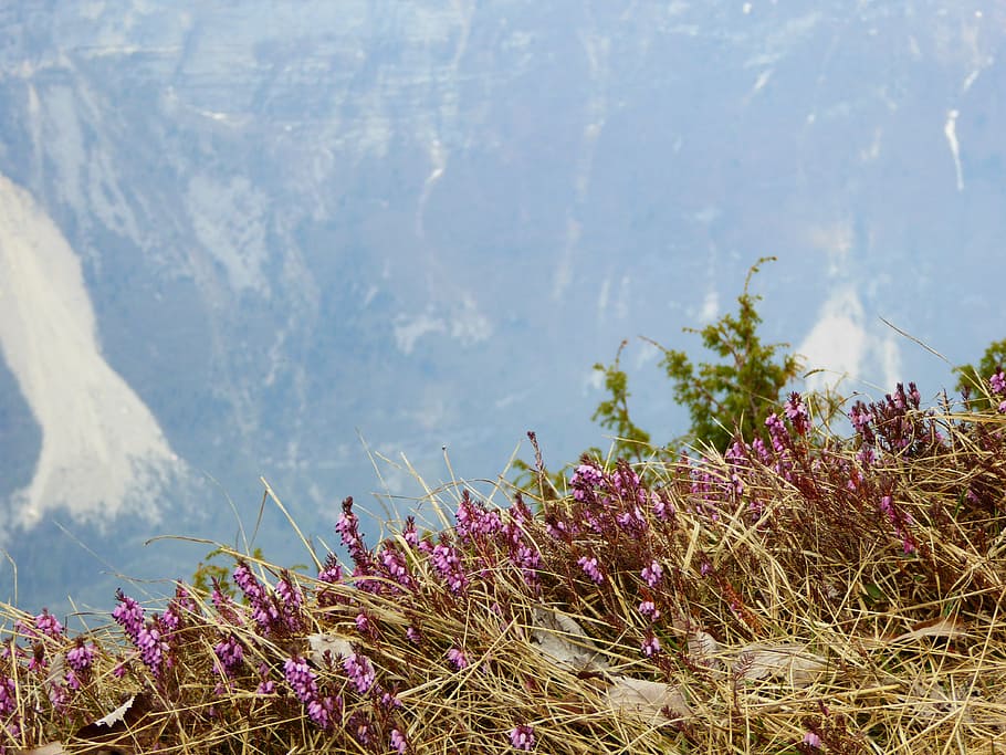 pink flowers, straw, mountain, spring, nature, natural, vibrant HD wallpaper