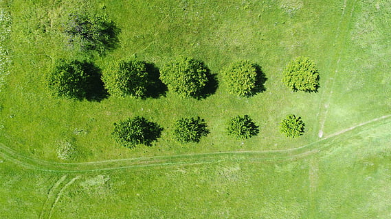 aerial photography of gree meadows, top view of green grassy field HD wallpaper
