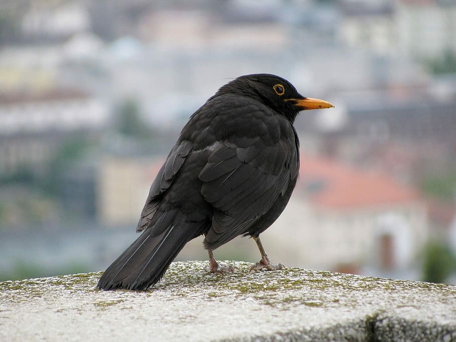 Thrush, Black, Bird, animal, nature, wildlife, beak, outdoors HD wallpaper