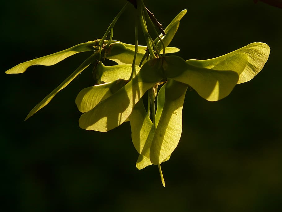 maple fruit, tree, green, norway maple, acer platanoides, needle leaf maple HD wallpaper