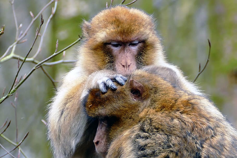 ape, monkey, animal, cute, mammal, wildlife, primate, zoo, nature HD wallpaper