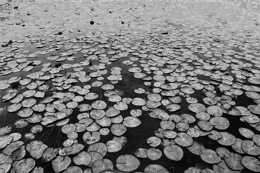 Lake, Leaves, Texture, Amazon, abundance, large group of objects HD wallpaper