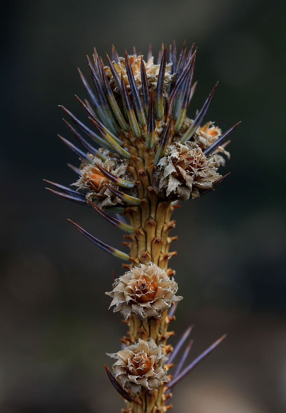 brad, flower, inflorescence, plant, vulnerability, close-up HD wallpaper