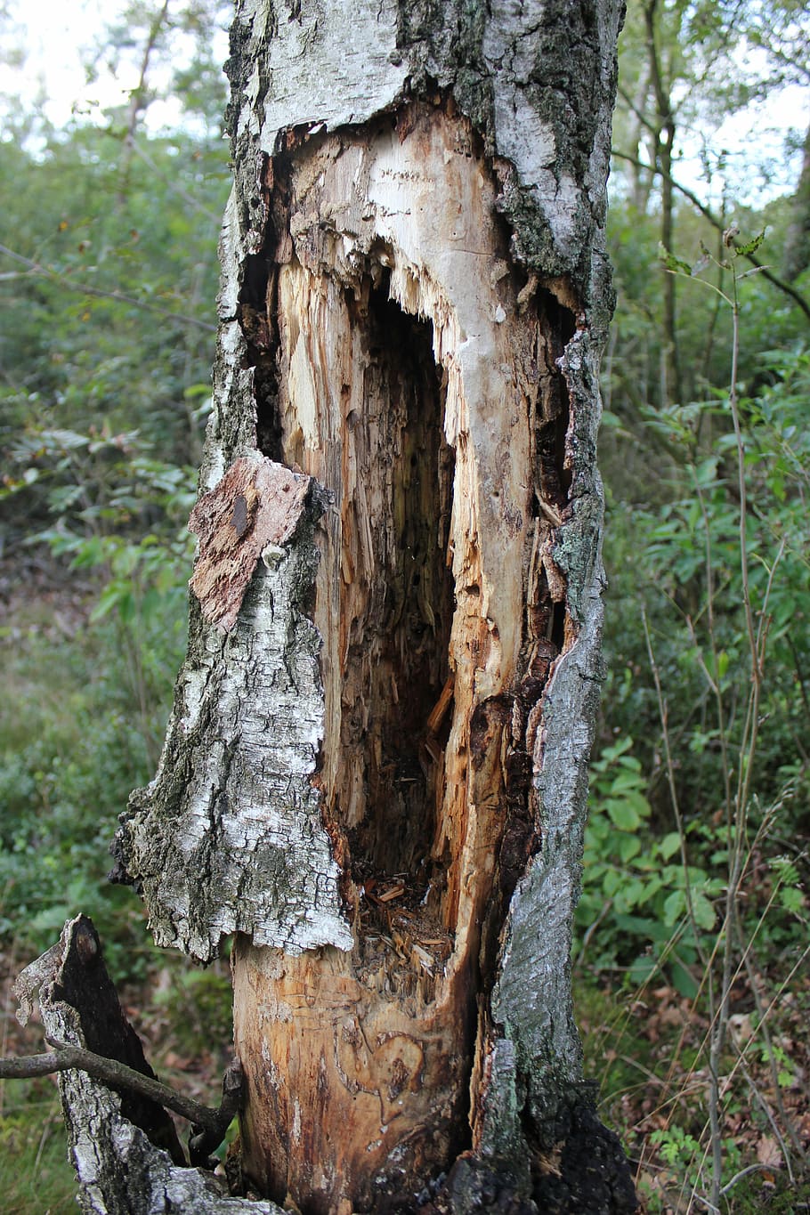 tree, rotten, landscape, hull, tree trunk, plant, forest, day HD wallpaper