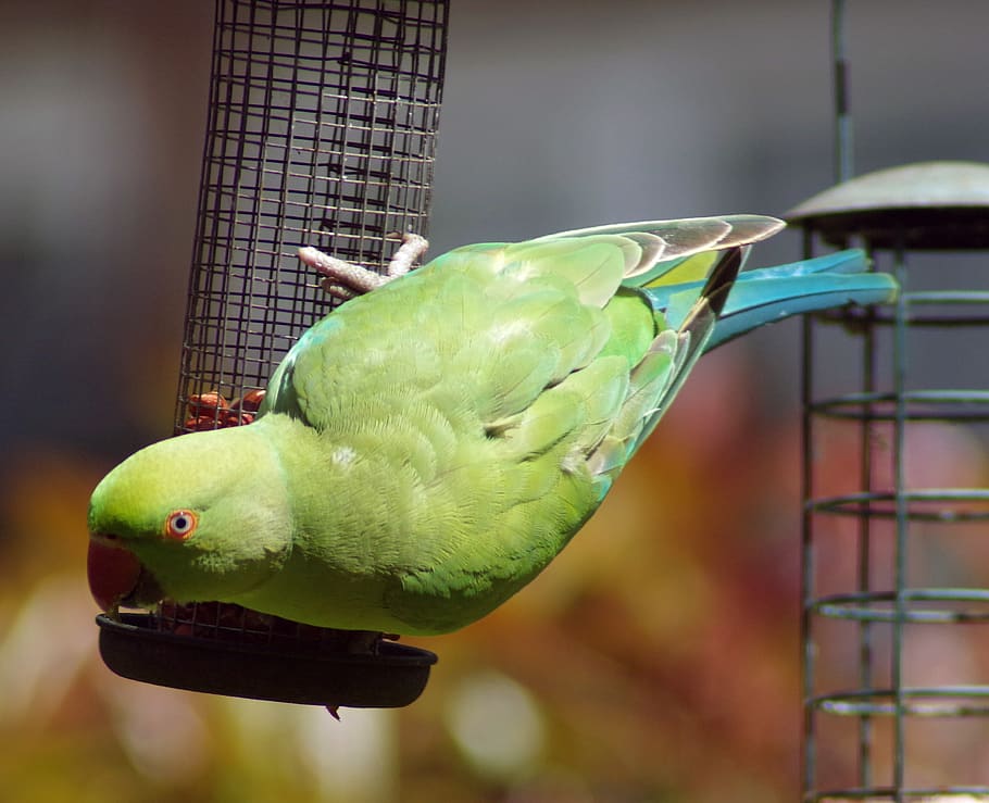 parakeet, green, parrot, ring-necked, indian, tropical, invasive, HD wallpaper