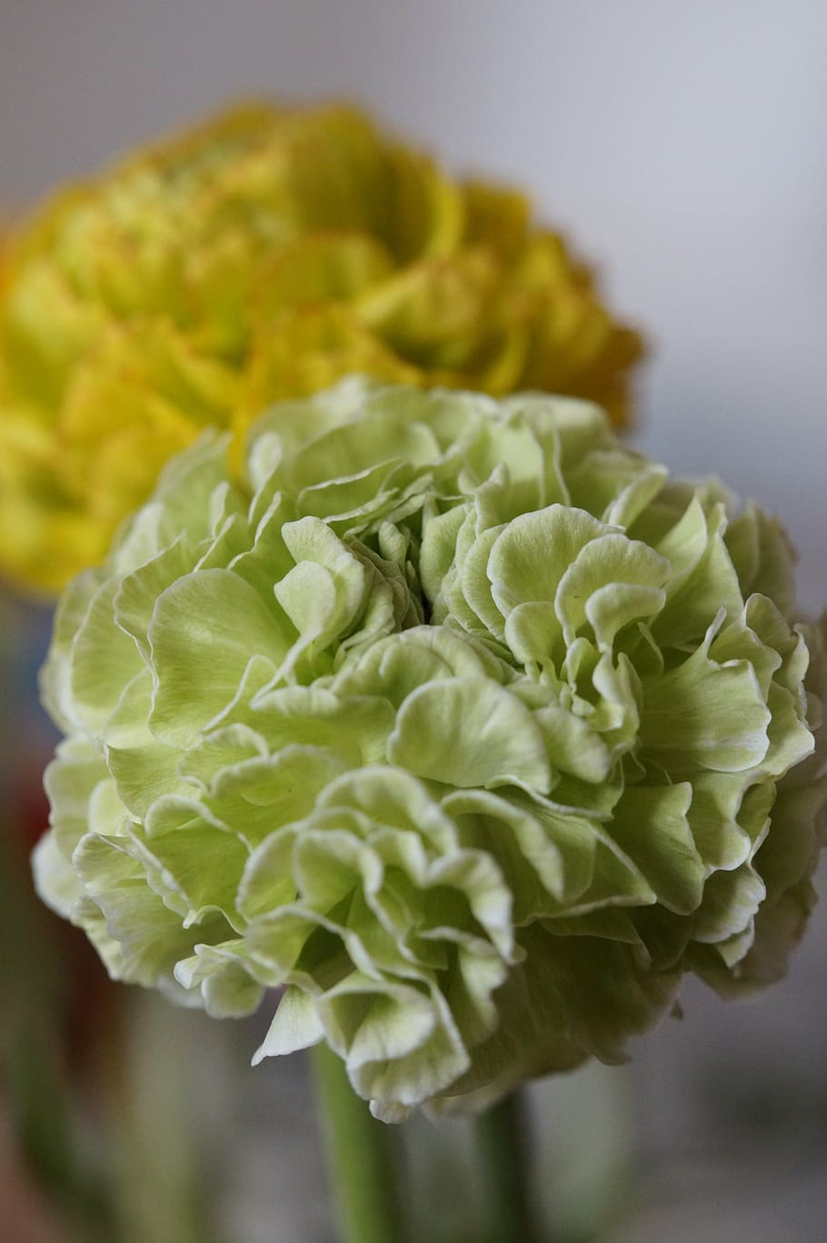 flower, blossom, bloom, ranunculus, new breeding, greenish HD wallpaper