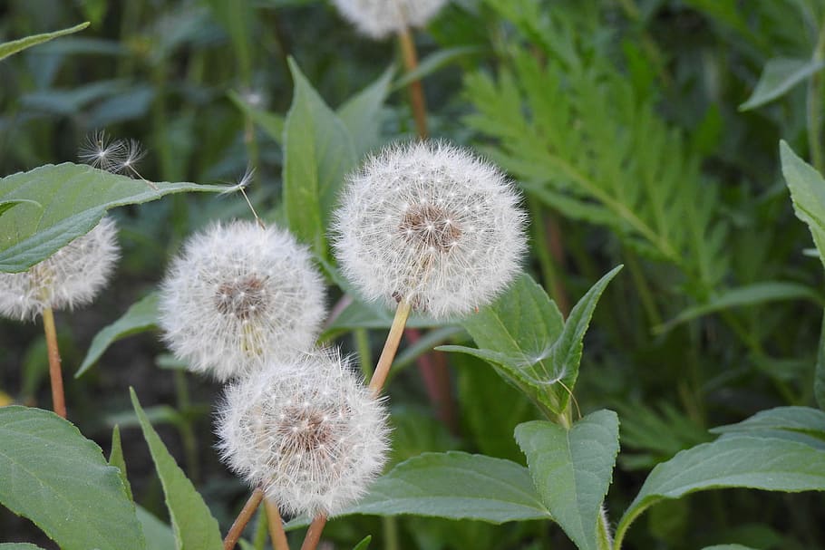 sonchus oleraceus, dandelion, spring, nuns, plant, macro, meadow HD wallpaper