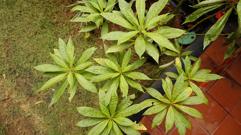 plants, green, garden, leaf, plant part, green color, growth HD wallpaper