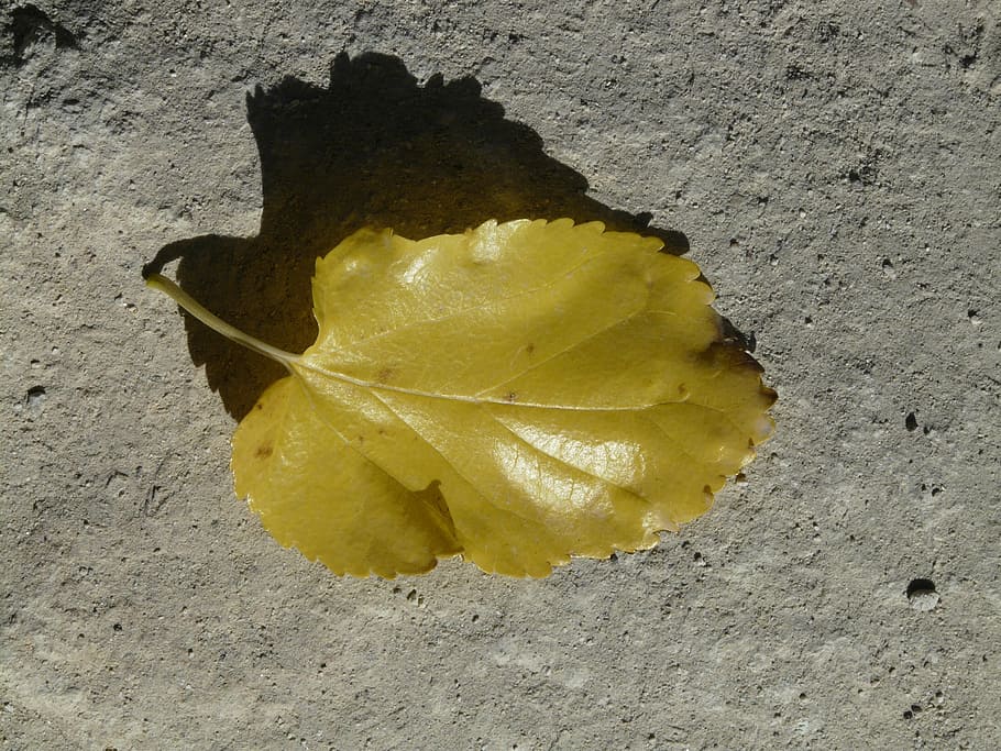Autumn, Leaf, Poplar, Yellow, poplar leaf, fall color, autumn leaf HD wallpaper