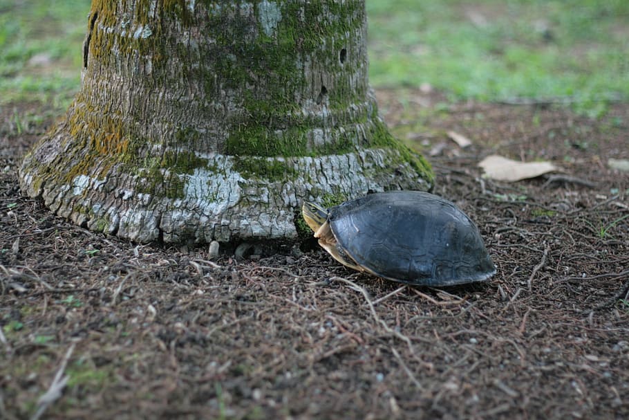 slow, turtle, tortoise, wildlife, animal, shell, reptile, animal themes HD wallpaper
