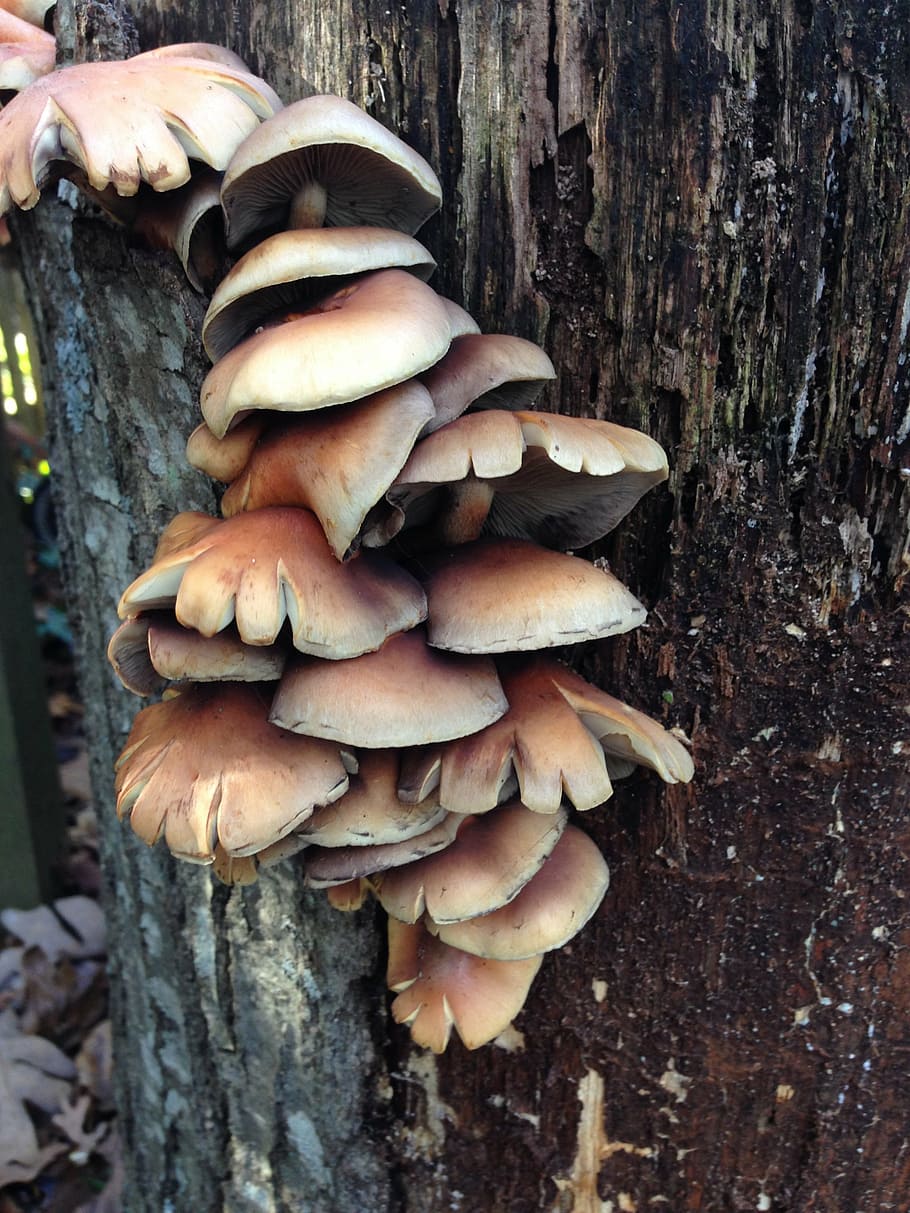 mushrooms, tree, wild, forest, nature, fungus, woodland, edible Mushroom HD wallpaper