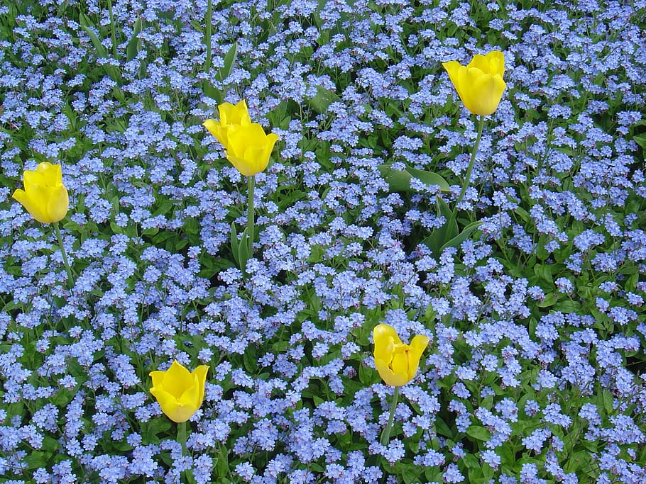 Flowers, Tulips, Spring, Nature, colorful, green, yellow, growth HD wallpaper