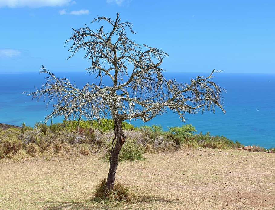 tree, kahl, sky, aesthetic, coast, sea, blue, plant, tranquility HD wallpaper