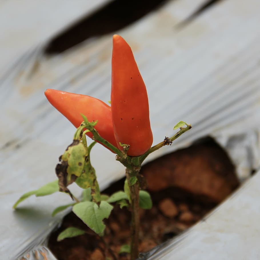 pepper, healthy eating, kitchen, close-up, growth, focus on foreground HD wallpaper