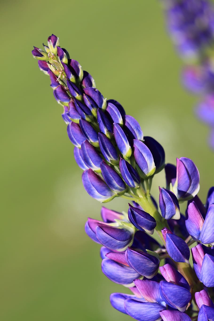 selective focus photo of purple foxtail lily flower, Beautiful HD wallpaper