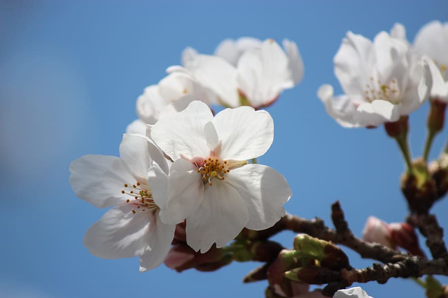 spring, flowers, spring flowers, sunshine, flowering plant HD wallpaper