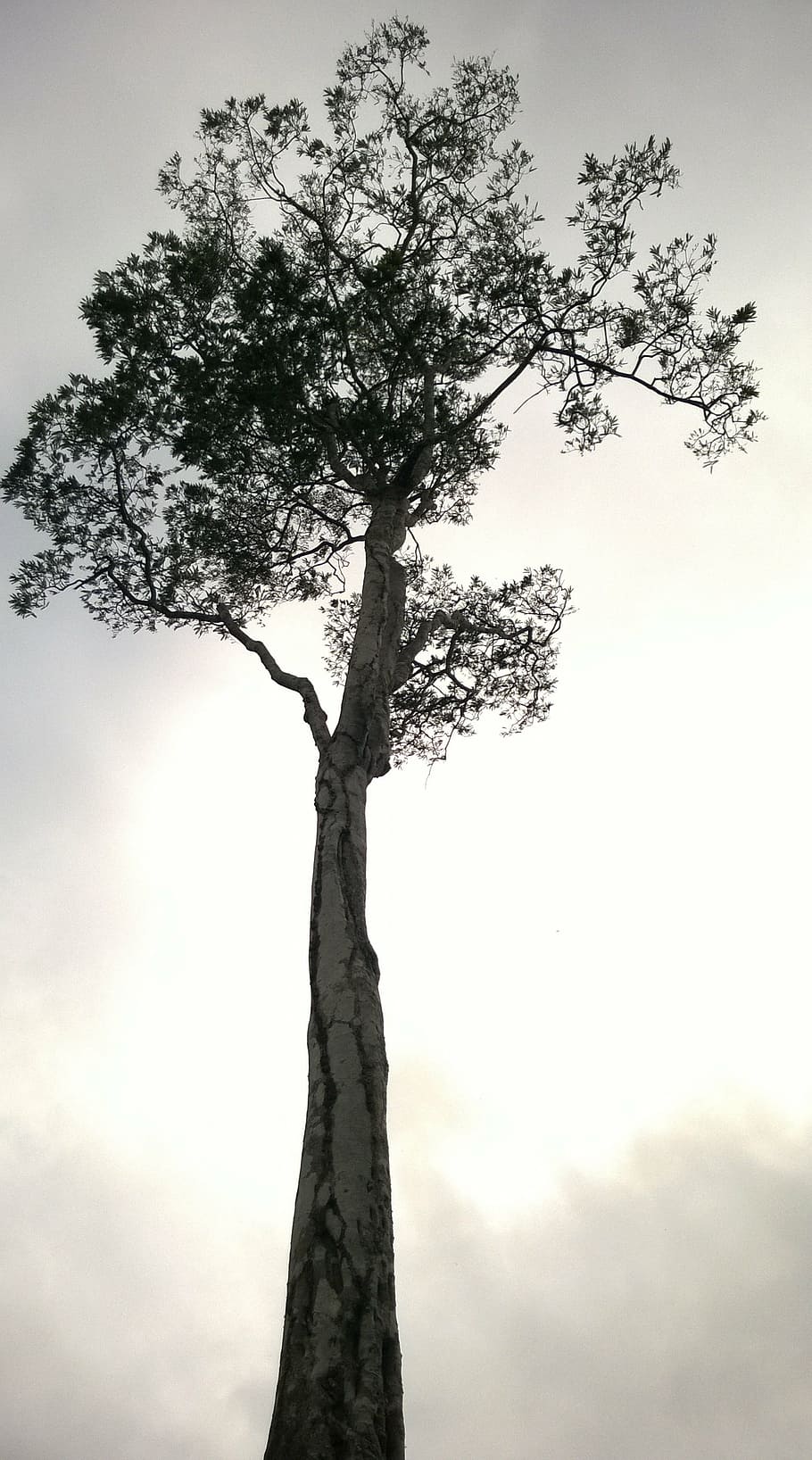 tree, painting, drawing, nature, sustainability, branch, silhouette HD wallpaper
