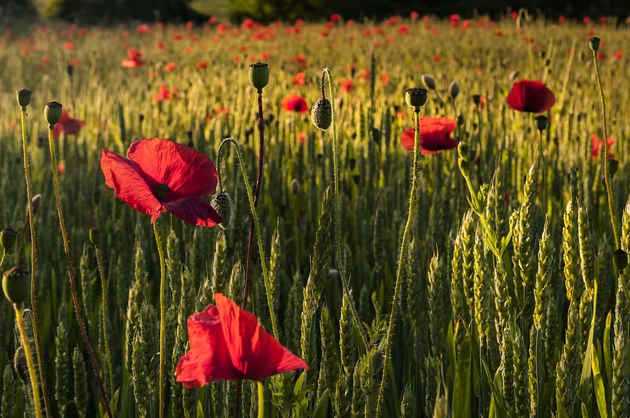 poppies, fields, red, flowers, plant, flowering plant, growth HD wallpaper