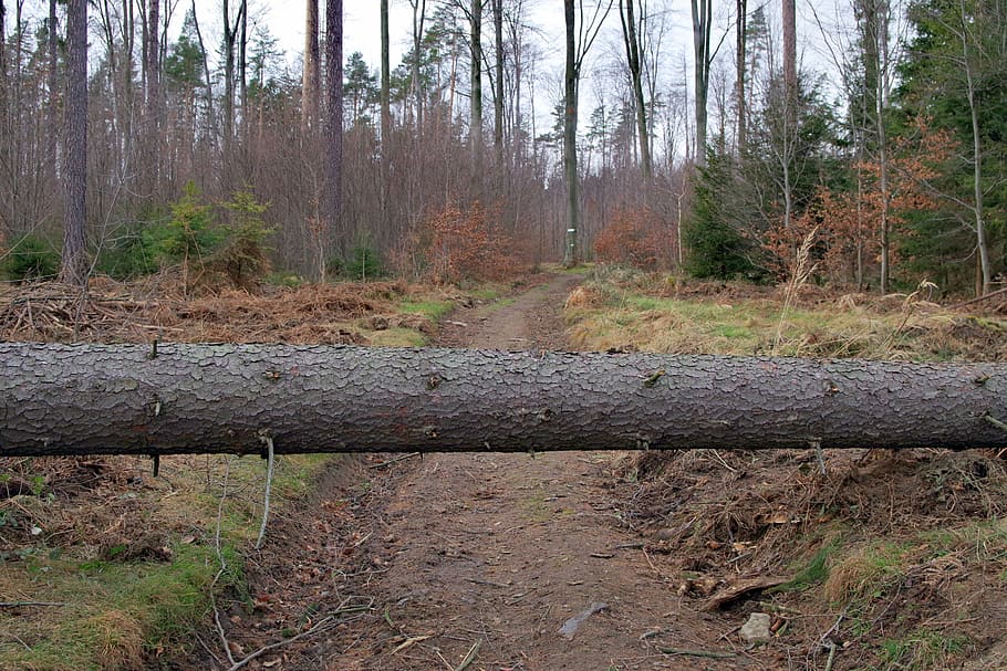 obstacle, tree, nature, landscape, way, forest, lets go, travel HD wallpaper