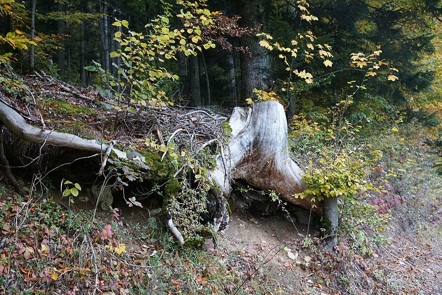 tree, root, wood, nature, plant, land, forest, day, no people HD wallpaper