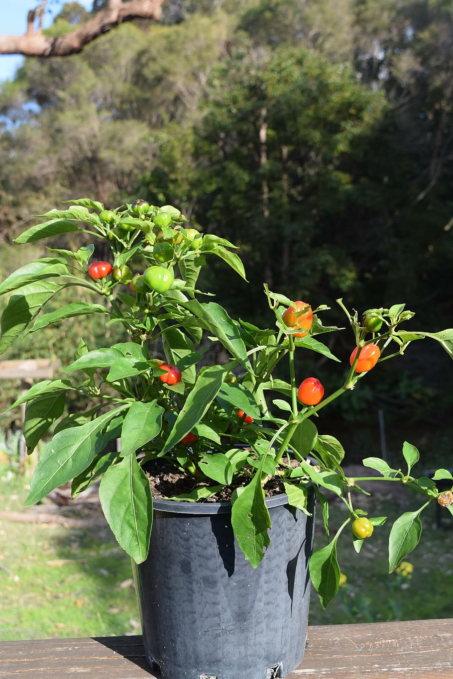 plant, capsicum, mini capsicum, pepper, vegetable, healthy HD wallpaper