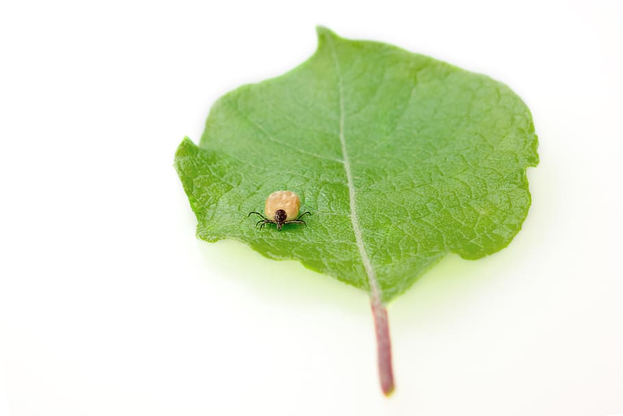 closeup photo of brown dog tick on green leaf, insect, tbe HD wallpaper