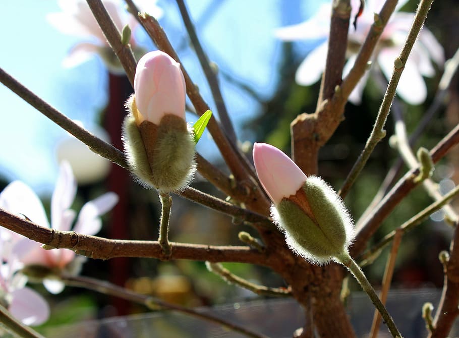 magnolia, the flower buds, spring, tree, branch, plant, growth HD wallpaper