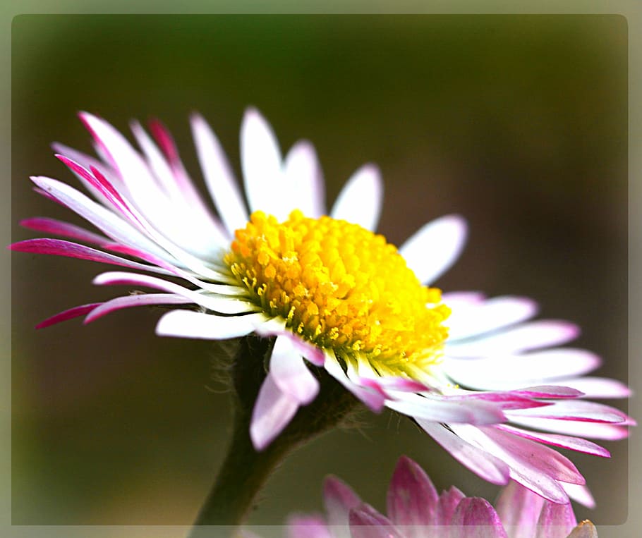 Daisy, Flower, Spring, fragility, petal, beauty in nature, freshness HD wallpaper