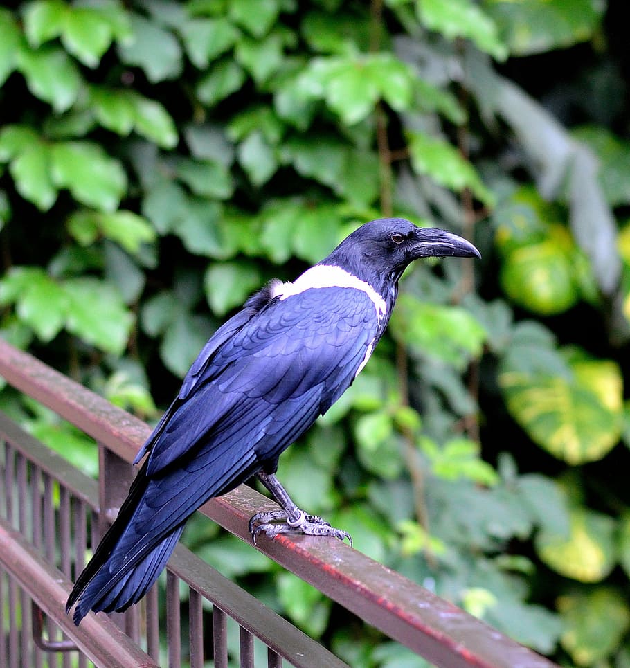 mynah, bird, fly, wings, feather, wildlife, beak, dom, outdoor HD wallpaper