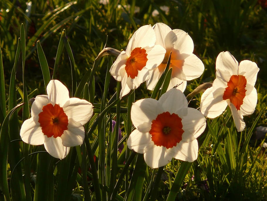 daffodils, flower, plant, blossom, bloom, spring, white, back light HD wallpaper