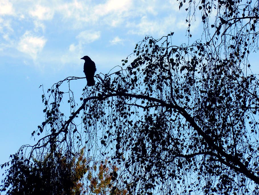 Crow, Black, Bird, Plumage, Raven, raven bird, silent, fly HD wallpaper