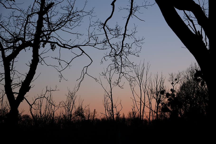 neuss, sunset, trees, sky, silhouette, plant, beauty in nature HD wallpaper