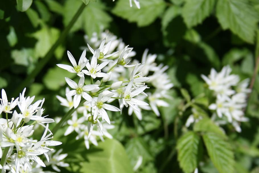bear's garlic, spring, forest, green, white, wood garlic, edible HD wallpaper
