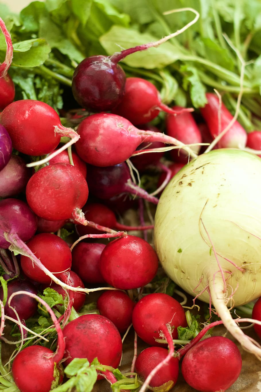 radish, red, vegetable, food and drink, healthy eating, wellbeing HD wallpaper