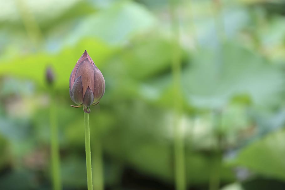 selective focus photography of red lotus flower, violet, petal HD wallpaper
