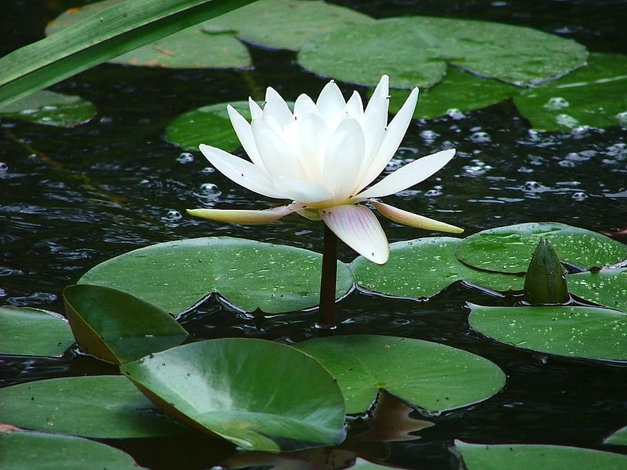 close up photo of lotus flower, white, sublime, water Lily HD wallpaper
