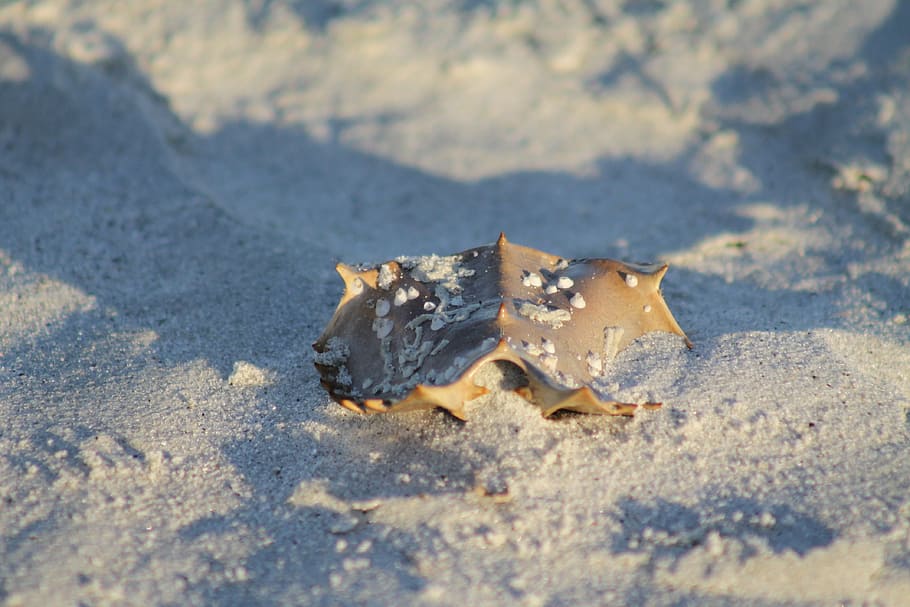 horseshoe crab, beach, crab shell, nature, marine, no people HD wallpaper