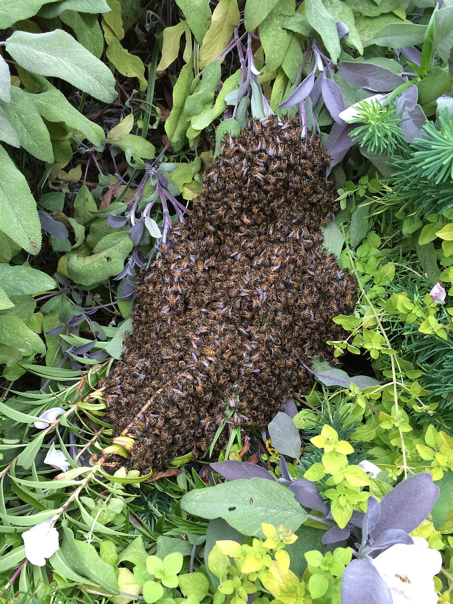 цветочная полка bee swarm