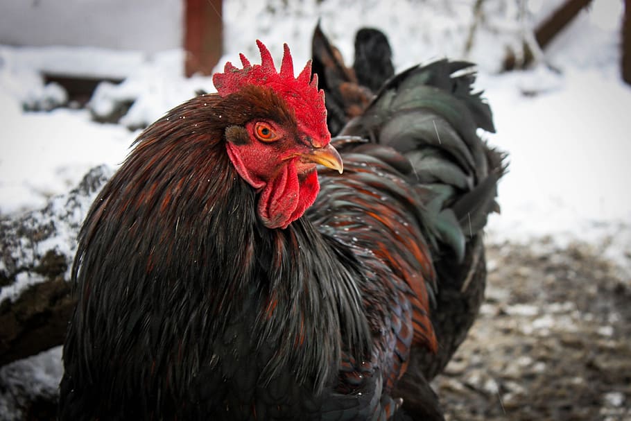 hahn, chicken, snow, bird, gockel, chicken - bird, male animal HD wallpaper