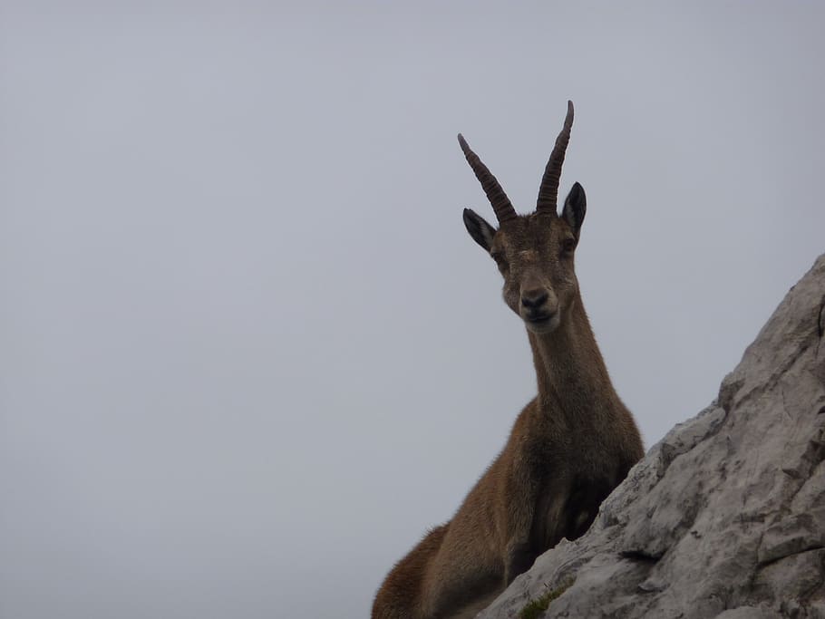 capricorn, mountains, alpine, animal wildlife, animal themes HD wallpaper